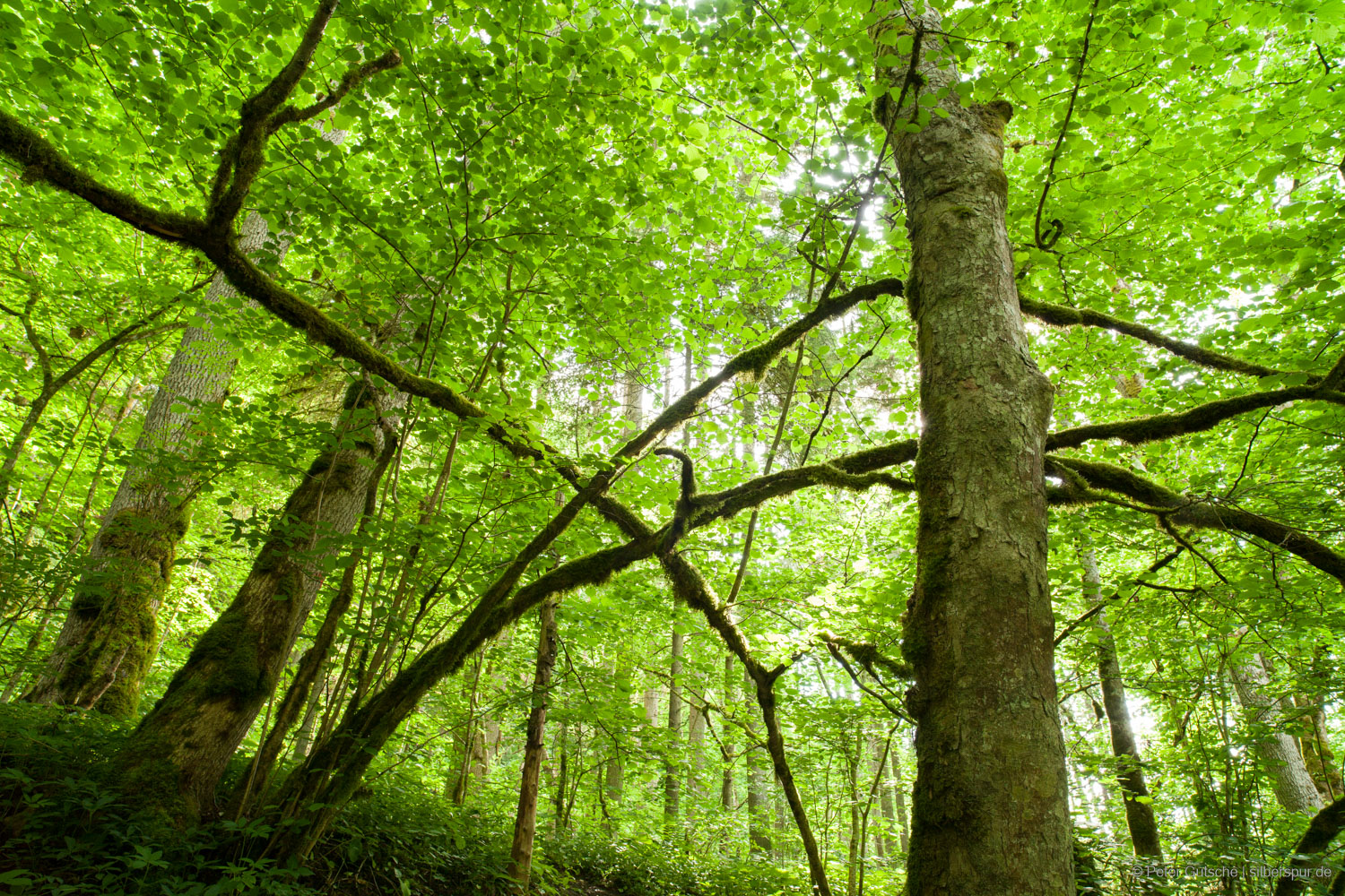 Ein von unten schräg nach oben aufgenommenes Bild eines Waldes im Frühjahr. Das Blätterdach leuchtet hellgrün. Es handelt sich um einen Bannwald, und zwischen den nach oben sich verjüngenden Baumstämmen ragen einzelne Äste, die aus dieser Perspektive wie ein Netz aussehen, das senkrecht zu der Richtung, in der die Baumstämme nach oben wachsen, gespannt zu sein scheint.
