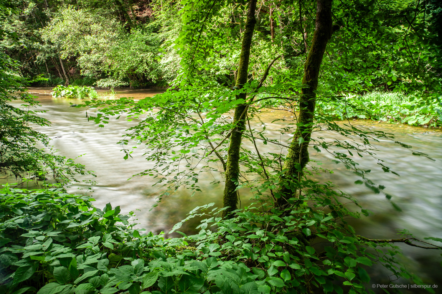 Ein Fluss fließt hinter einem Busch und zwei kleinen Bäumen dahin. Die Aufnahme wurde im Frühsommer gemacht, und die Blätter leuchten hellgrün. Im Vordergrund führen die Blätter niedrig wachsender Gewächse auf dem Boden ins Bild hinein – wie ein grüner Teppich.