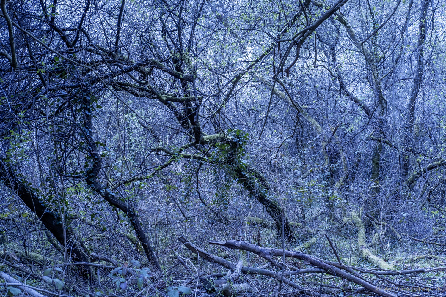 A mysterious, blue-drenched dawn scene in the dense underbrush of a nature reserve. The wide-angle shot places you in the midst of a tangled thicket of thin, sparsely leafed, moss-covered branches and small bushes. The forest floor is covered with fallen branches and partially moss-covered tree trunks, while the moss gently glows in the weak light of dawn. The scene feels enchanted and almost surreal—surrounded by brush and twigs, the sky remains hidden, creating an intense sense of being enclosed.
