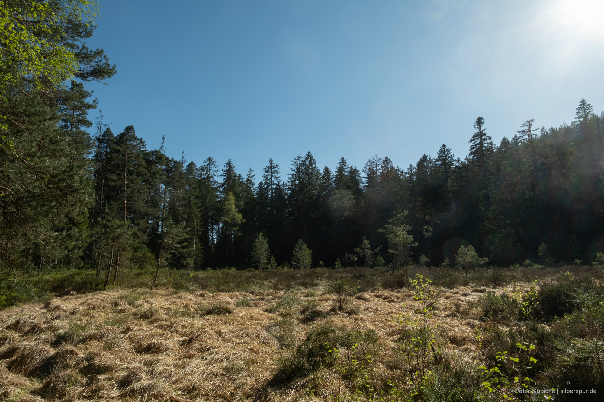 Eine (im Sommer ausgetrocknete) Sumpffläche, umgeben von Nadelwald.