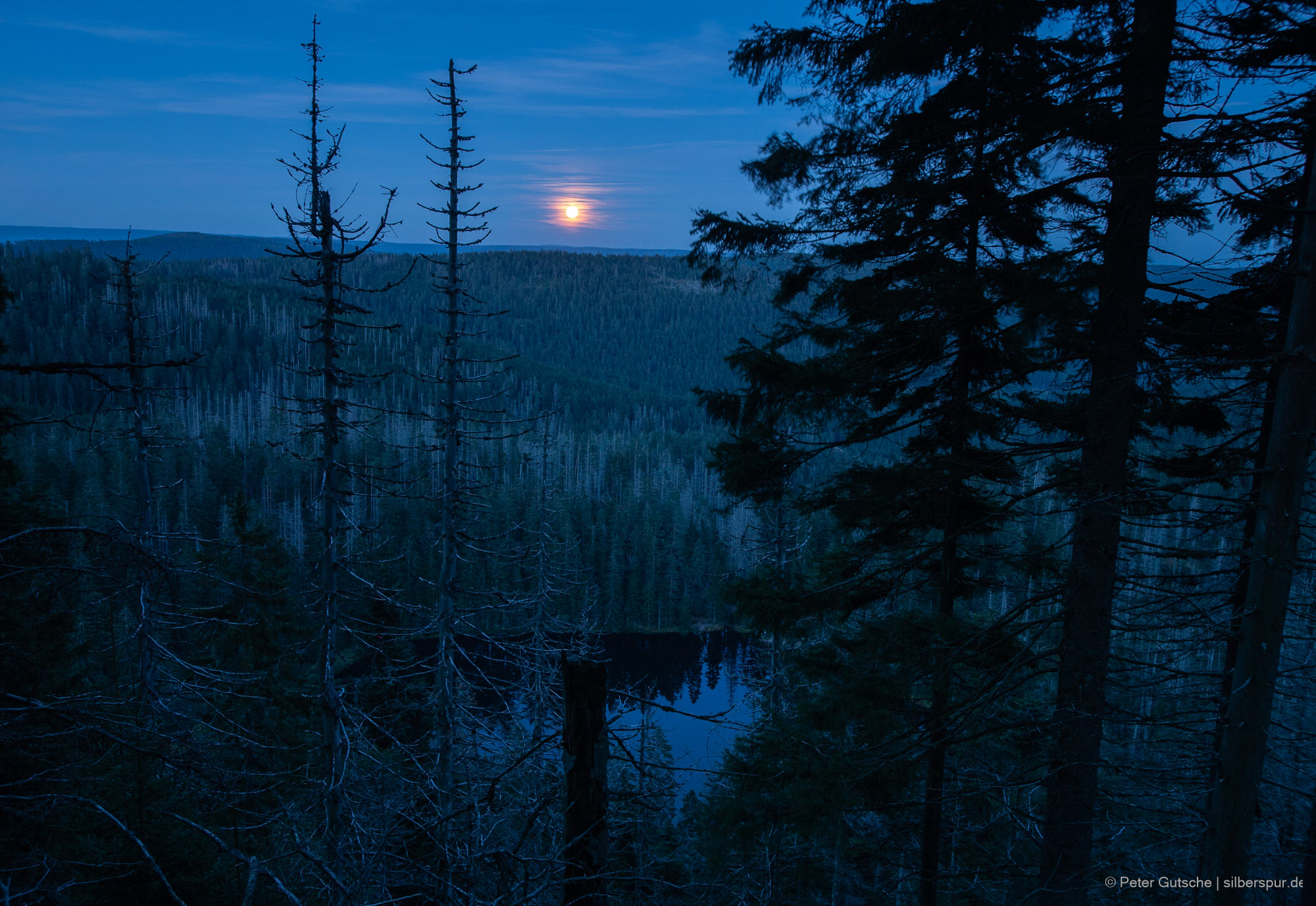 In der Abenddämmerung eröffnet sich zwischen dunklen Nadelbäumen der Blick hinab auf einen abgelegenen, kesselartig eingebetteten See, dessen stille Oberfläche das tiefe Blau des abendlichen Himmels spiegelt. Der See liegt verborgen in einem dichten Bannwald, wo sattgrüne, nadeltragende Bäume mit bleichen, abgestorbenen Baumgerippen kontrastieren. Über den fernen Berghängen steigt der Vollmond langsam empor und taucht die Szenerie in ein weiches, gelbliches Licht.