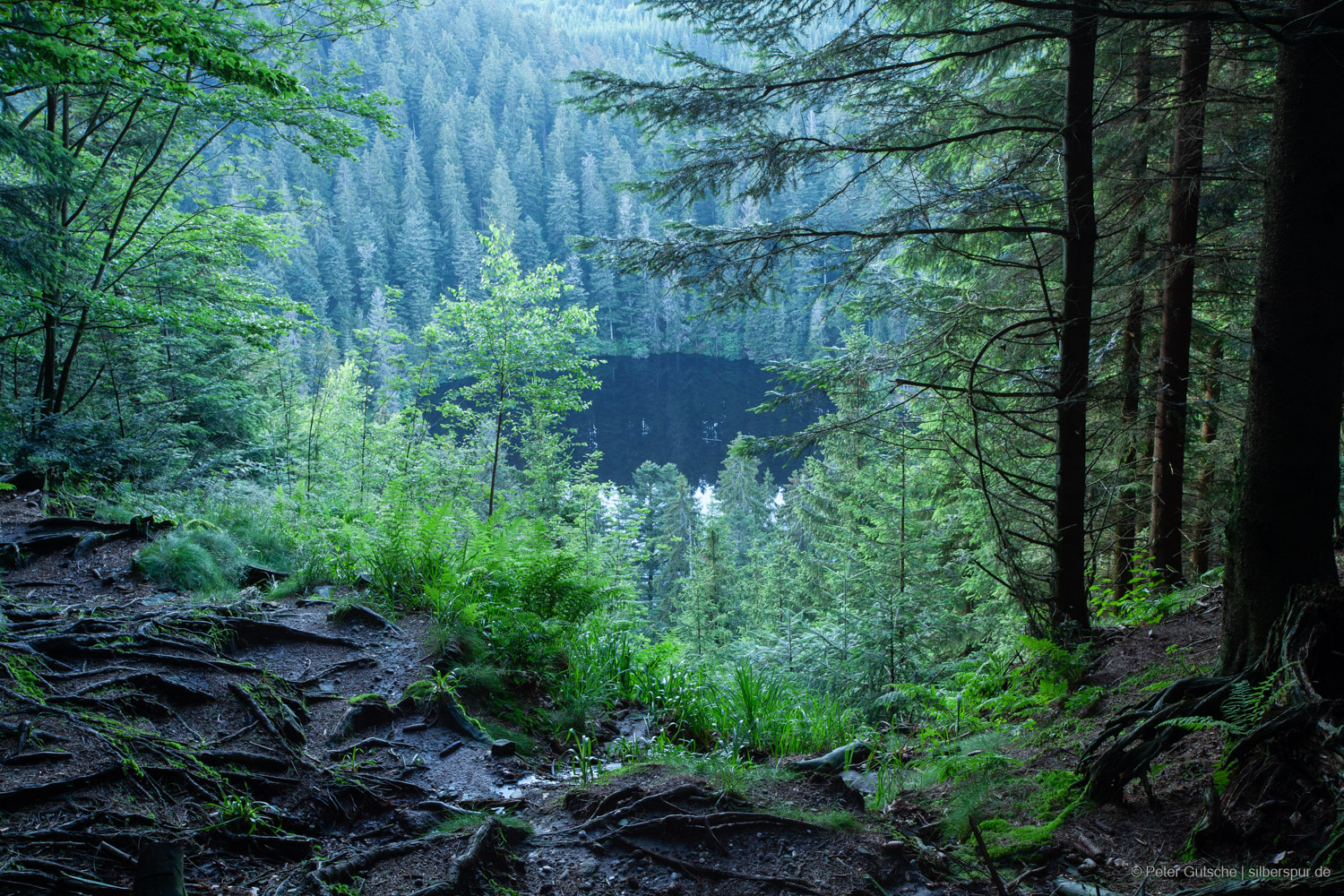 Glaswaldsee photographed through branches of trees from above in spring.