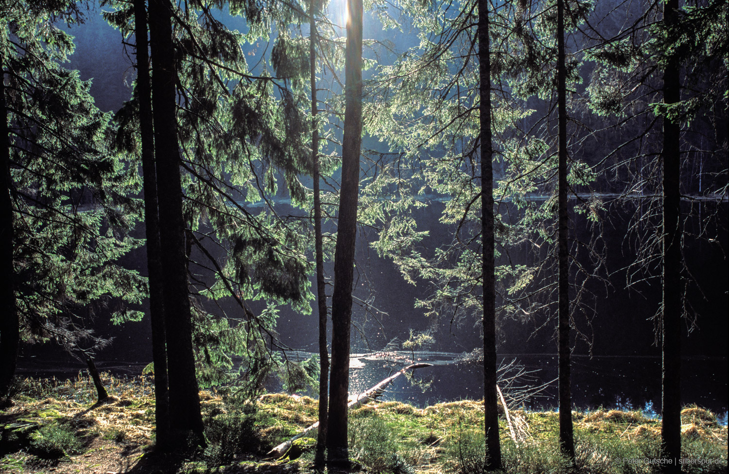 A lake seen through trees photographed back light.