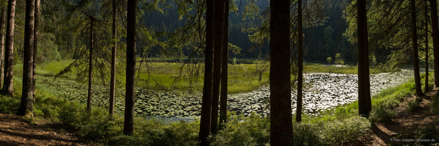 Panorama of a lake seen through trees. On the lake surface, water lilies are reflecting the sun light.