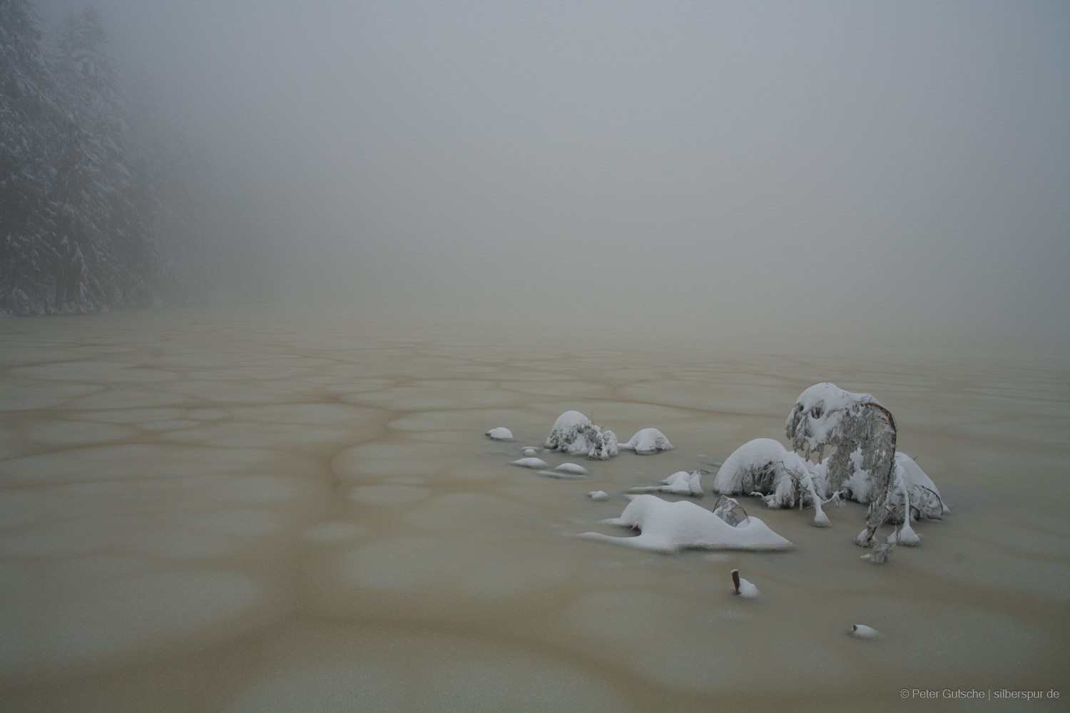 Snow-covered branches of a sunken tree show up from the ici surface of a frozen lake.