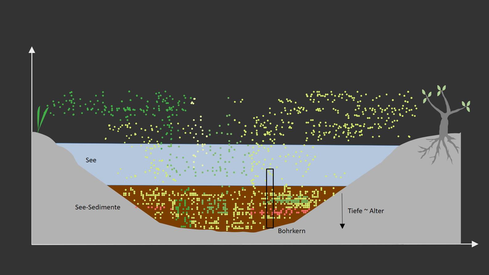 Schematischer Querschnitt durch einen See, an dessen Ufer zwei unterschiedliche Pflanzen stehen, die Pollen ausströmen (im Bild durch viele Punkte mit zwei unterschiedlichen Farben gekennzeichnet). Es ist dargestellt, wie die Pollen im See herabsinken und auf dem Boden ablagern. Es ist gezeigt, dass sich im Seeboden in unterschiedlicher Tiefe verschiedene Pollenzusammensetzungen gebildet haben.