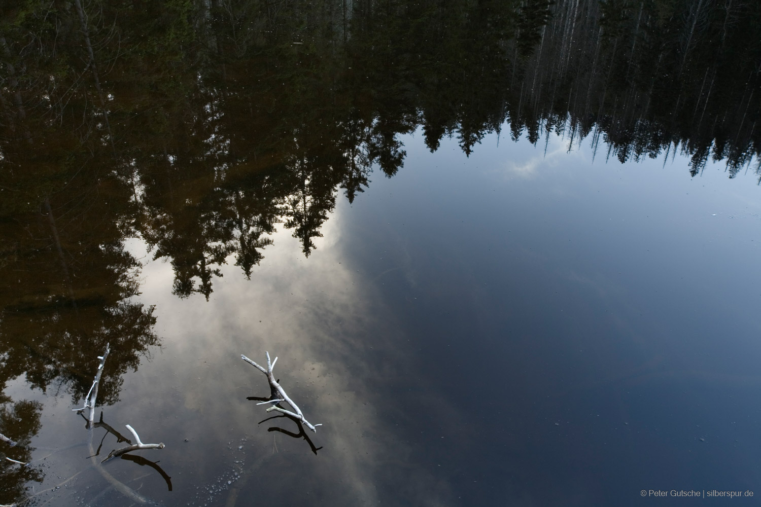 A photo taken from above of a lake surface, in which the coniferous trees of the opposite shore are reflected. White, bare branches of dead trees protrude from the water surface in the foreground.